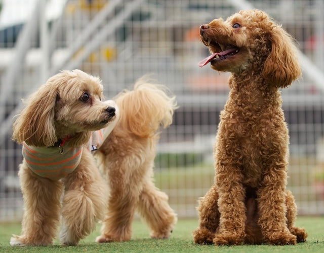 犬のクッシング症候群で食べてはいけないものリスト｜症状の管理に役立つ食事のポイントを解説