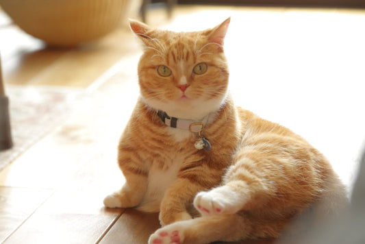 猫の糖尿病はどんな病気？初期症状のチェックリストと治療法・費用・寿命について優しく解説