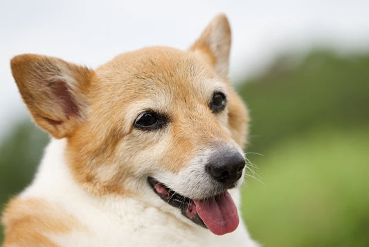 犬の認知症予防と介護｜愛犬と飼い主さんが穏やかに過ごすためのケアと対策