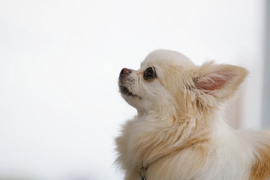 犬のてんかん発作と暮らす｜正しい対処法・治療の選択肢とQOLを高めるケア