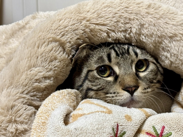 猫の呼吸が早い・荒い原因は？病院へ行くべき危険なサインと正常な回数の測り方