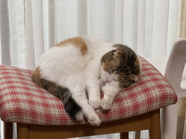 猫の腎臓病とは？初期症状のサインから治療、自宅でのケアまで優しく解説