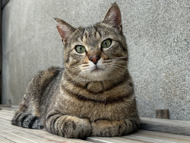 【猫のてんかん】発作が起きたらどうすればいい？すぐできる対処法と受診の目安