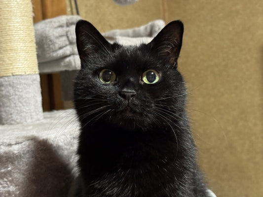 老猫の前足が曲がるのはなぜ？考えられる原因と自宅でできる優しいケア