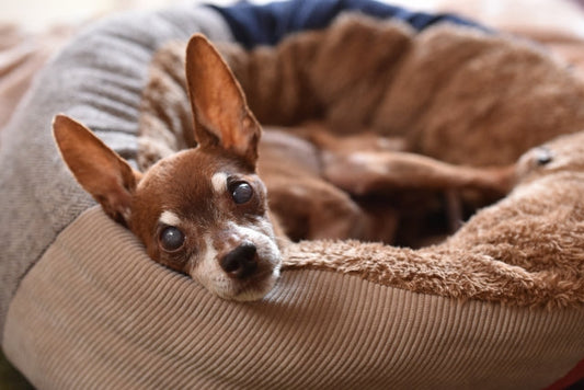シニア犬は何歳から？老化のサインと健康寿命を延ばすためのケア方法
