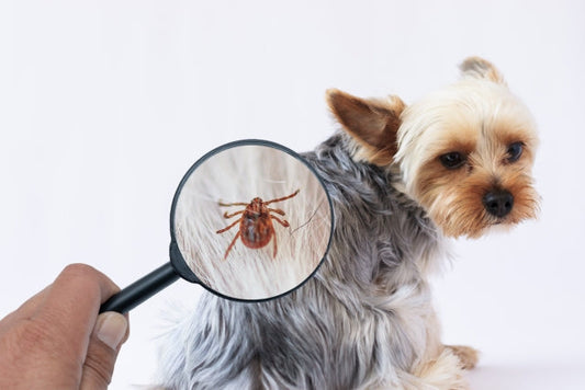 犬につく虫の種類と対策ガイド！愛犬に合った予防薬の選び方