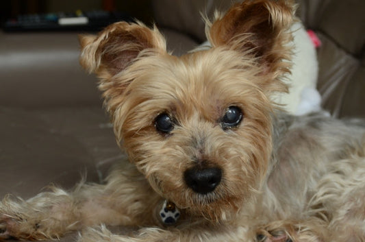 老犬の呼吸が「ヒューヒュー」鳴る原因は？病院へ行くべき危険なサインと対処法