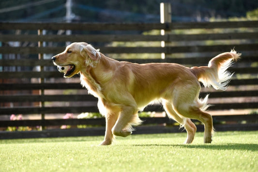 犬の変形性関節症とは？原因と症状・予防方法を解説
