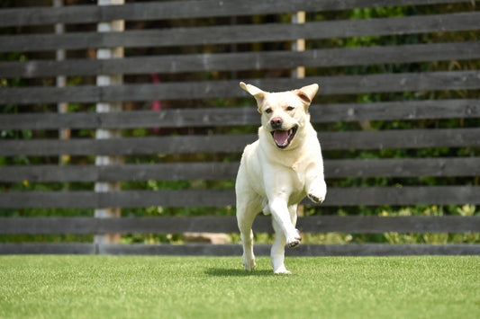 犬の関節炎の原因と症状・予防方法。発症したら散歩や運動はどうする？