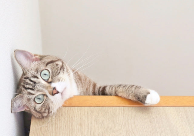 猫カビ（皮膚糸状菌症）とは？症状・原因から人への感染対策まで徹底解説