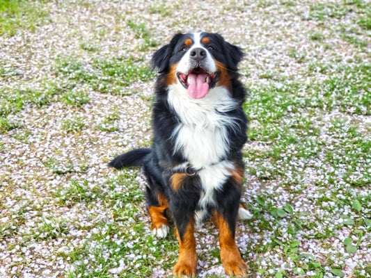犬の股関節形成不全とは？原因・症状・日常ケアをわかりやすく解説