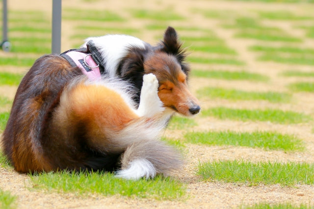 愛犬の体に「かさぶた」を見つけたら？考えられる原因と病院へ行くべきサイン、正しいケア方法