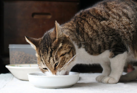 猫のご飯が足りないサインとは？行動や鳴き声で見分けるポイントと適切な食事量を解説