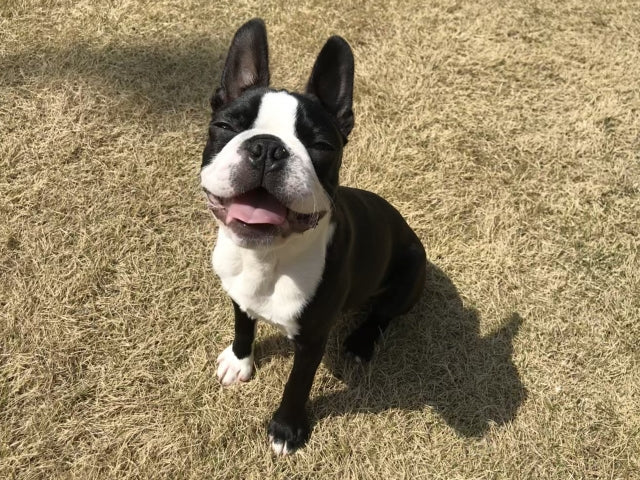 犬の脳腫瘍とは？症状のチェックリスト・余命・治療法の選択肢を解説