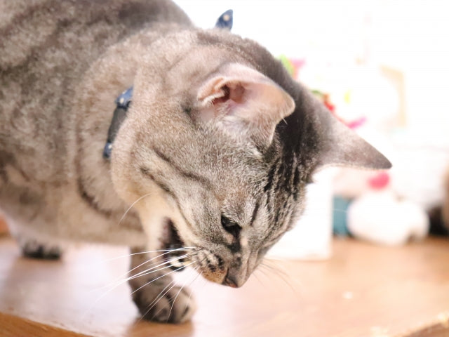 猫が吐く白い泡の正体は？危険なサインと原因、緊急性の判断基準を解説