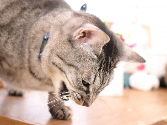 猫が吐く白い泡の正体は？危険なサインと原因、緊急性の判断基準を解説