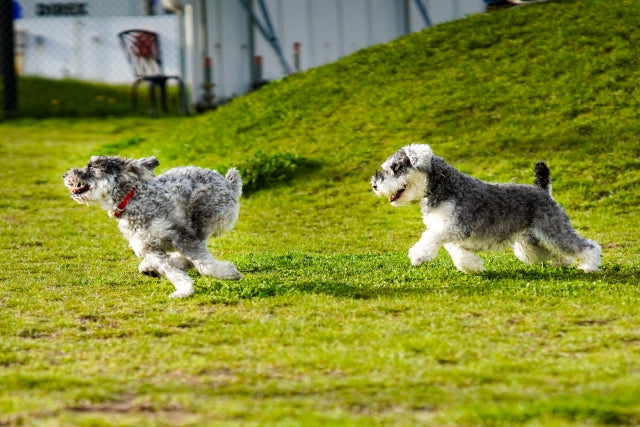 犬の健康とEPA｜期待できる効果と与える際の注意点