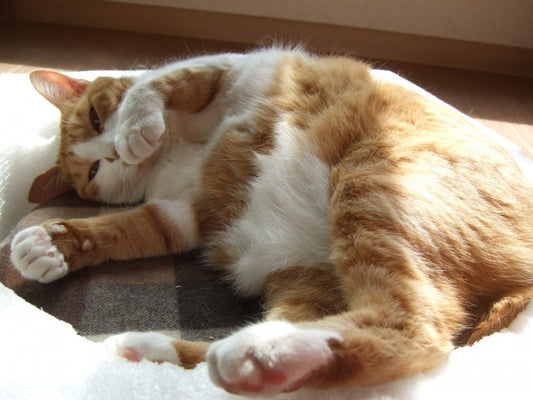 猫の適正体重は？肥満・痩せすぎのサインと自宅でできる体重管理法