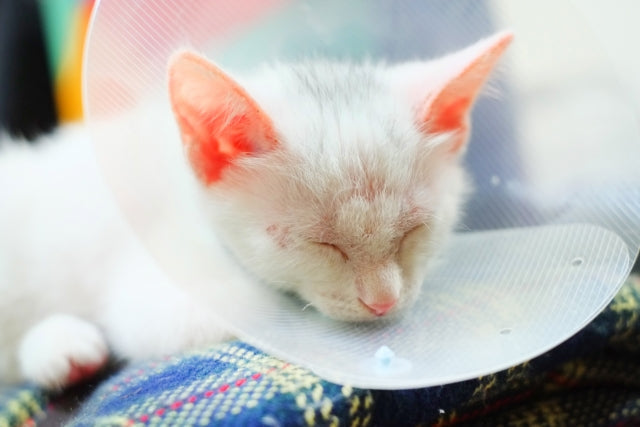 愛猫の脱毛やフケは猫の「水虫」かも？皮膚真菌症のサインと家庭でできるケア