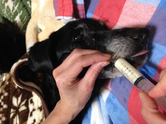 初めての老犬介護ガイド：愛犬と穏やかに過ごすためのケアとサポート