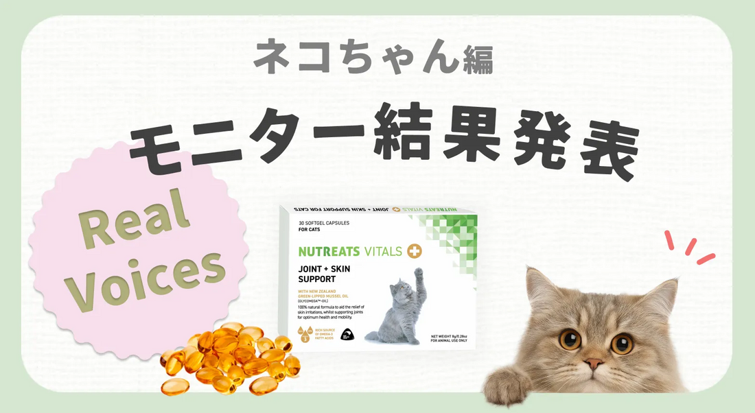 猫の健康ケア、どうしていますか？モニター様のお声を集めました！