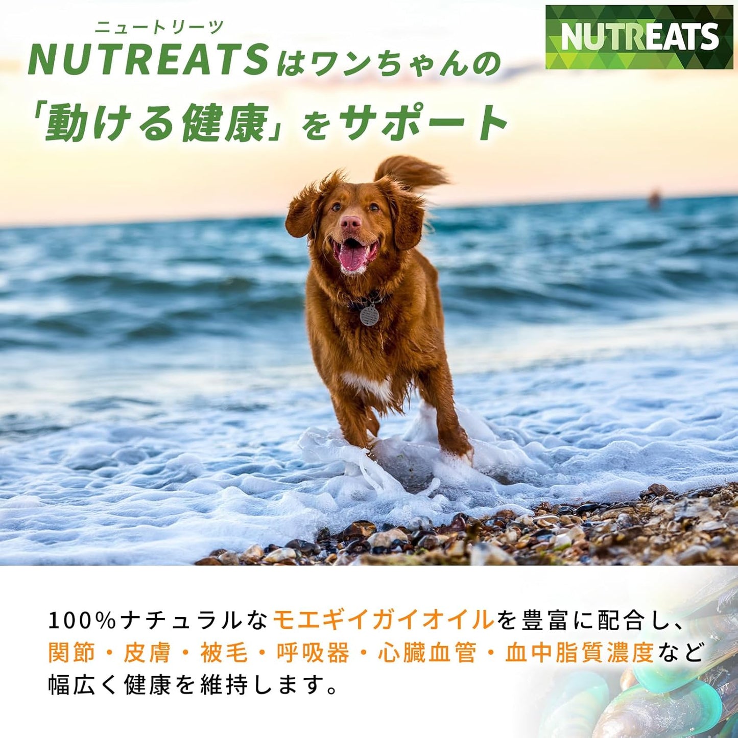 NUTREATS モエギイガイオイル 犬用サプリメント