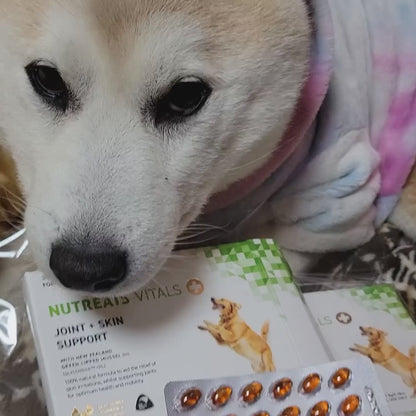 【表示価格より30%OFF ※初回限定】ニュートリーツ バイタルズプラス 犬用 オメガ3 関節皮膚サポート 45日お試しパック